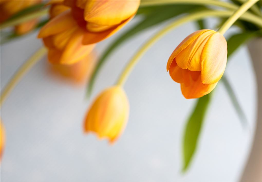 billede af slatne tulipaner i en vase