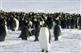 billede af en flok pingviner