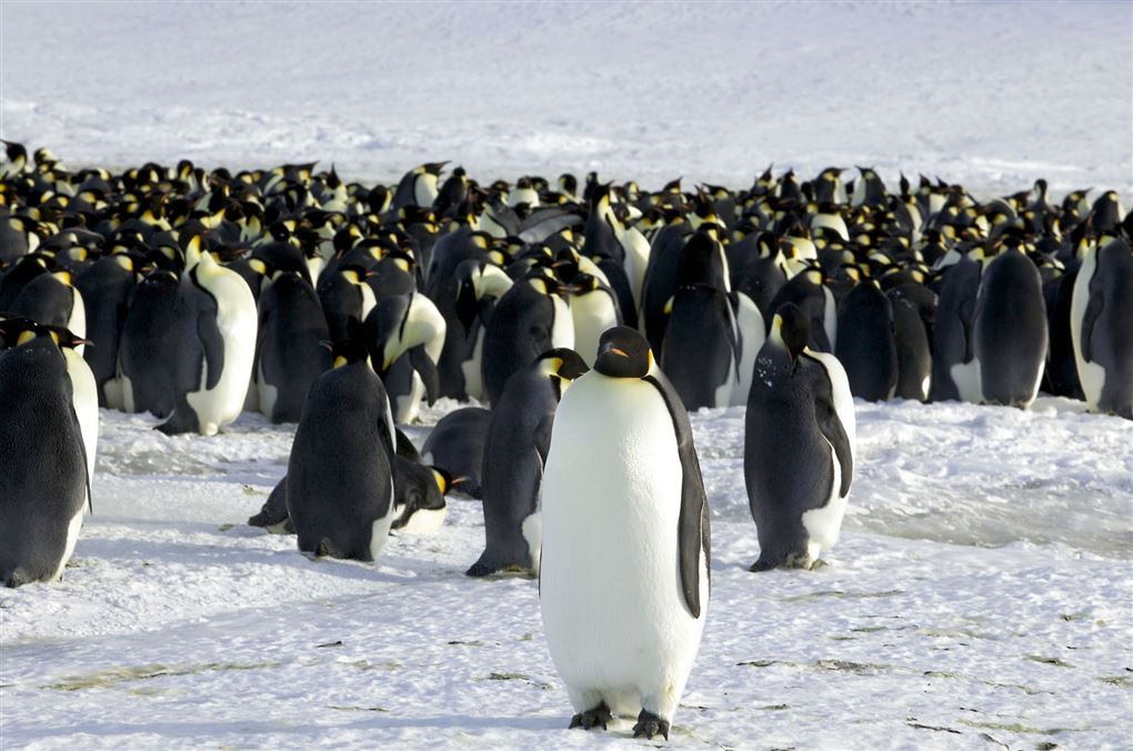 billede af en flok pingviner