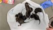 Seks nyfødte killinger ligger på et tæpppe