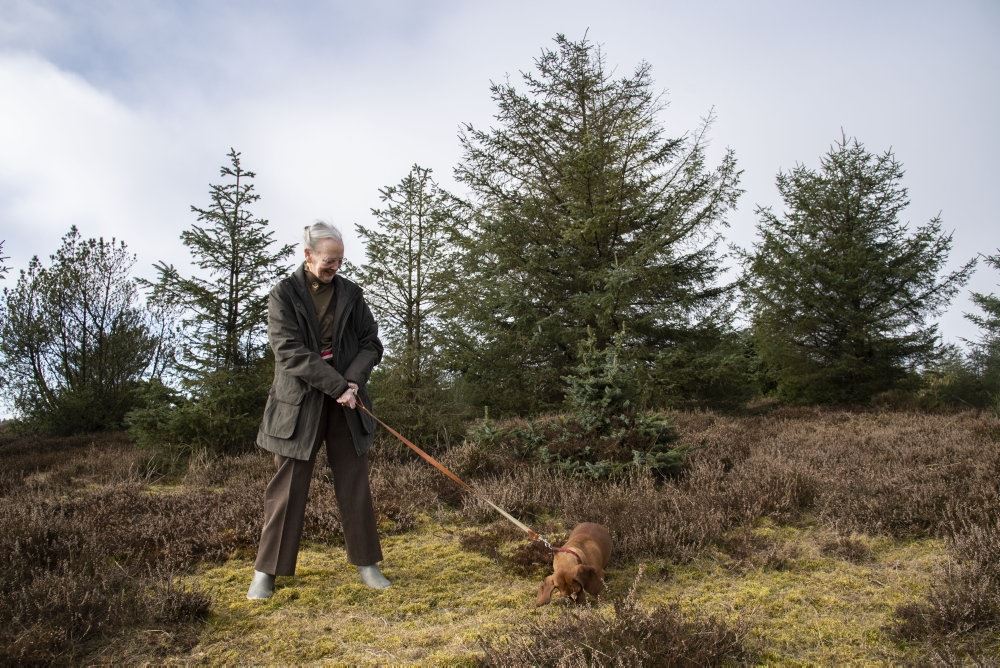 Dronningen er ude at lufte sin gravhund ved en skov. 
