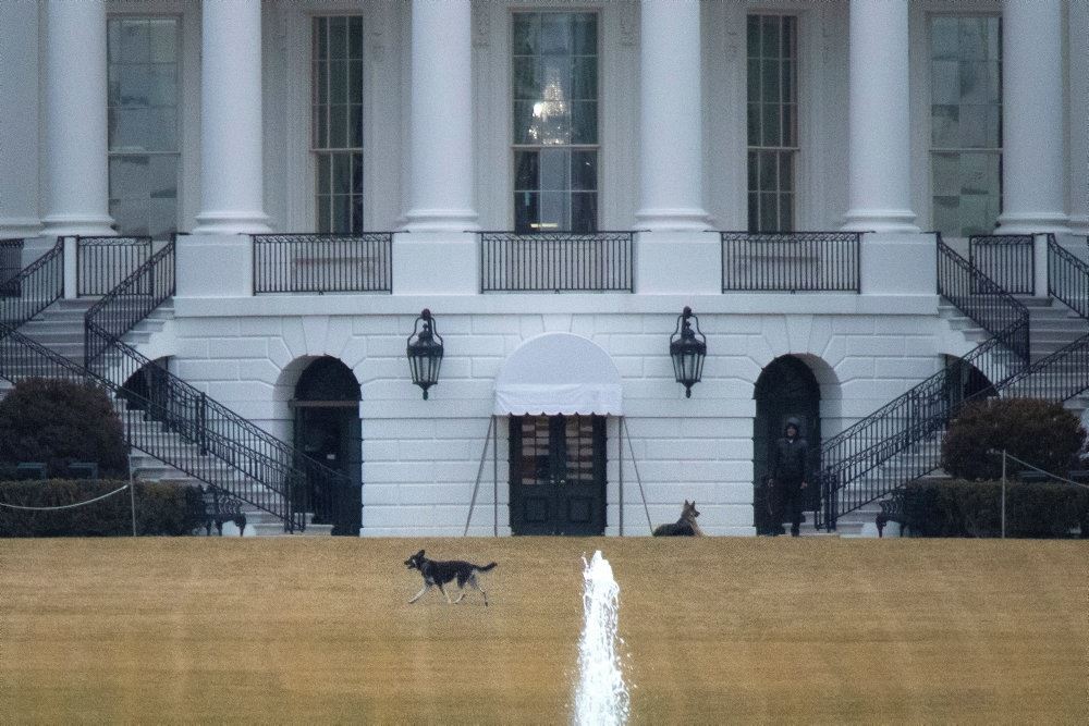 En schæferhund foran Det Hvide Hus