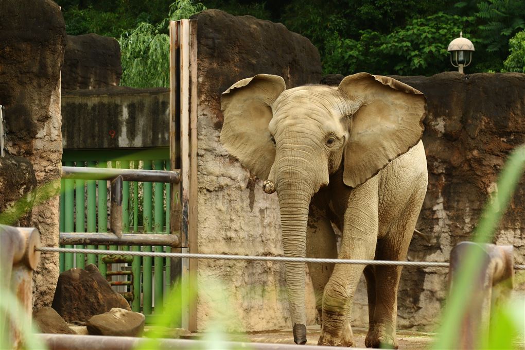 Stor elefant i zoo