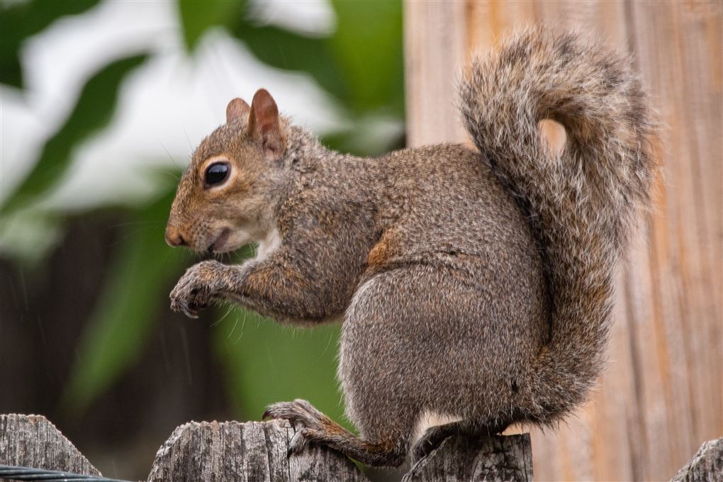 Et egerne på et plankeværk