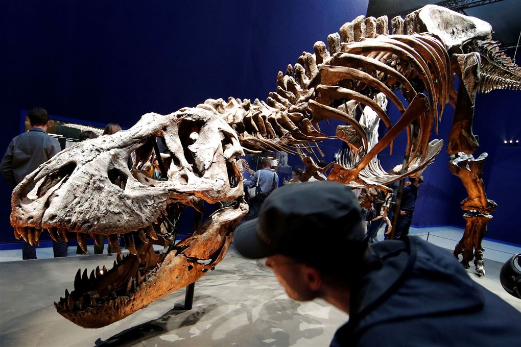 Et fossil af en T-Rex