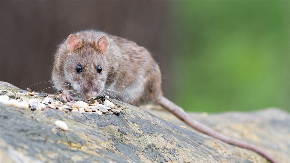 billede af en rotte der spiser
