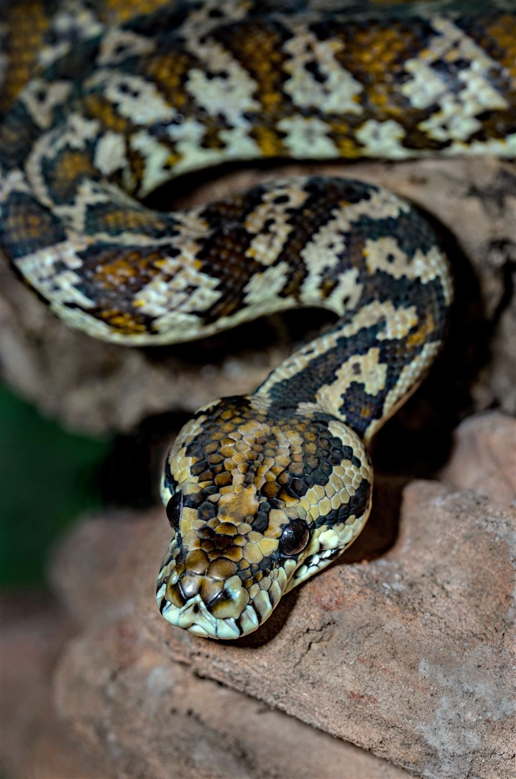 En slange med brune, sorte og beige farver.