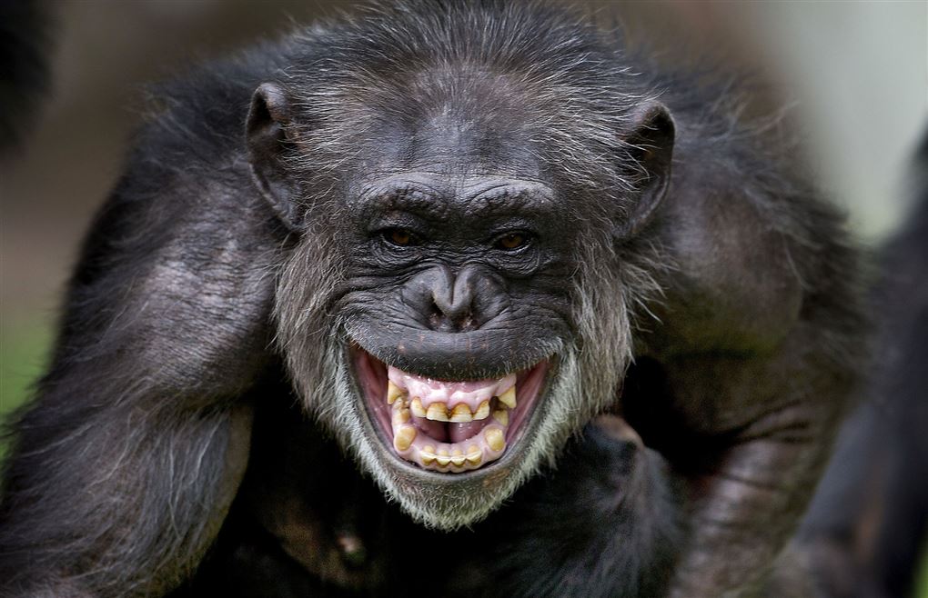 billede af en chimpanse der ser aggressiv ud