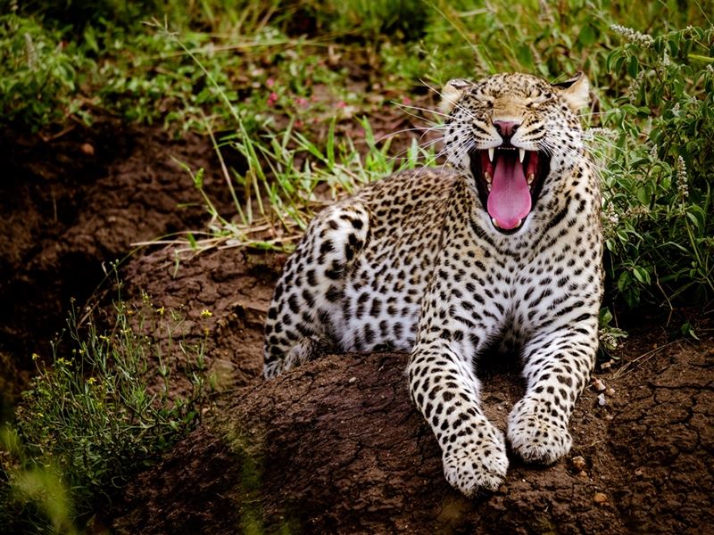 leopard blotter tænderne 