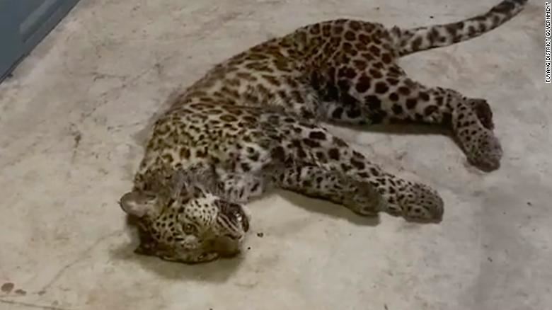 leopard ligger på jorden
