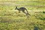 En kænguru hopper