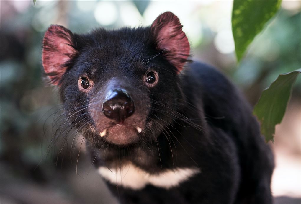 billede af en tasmansk djævel