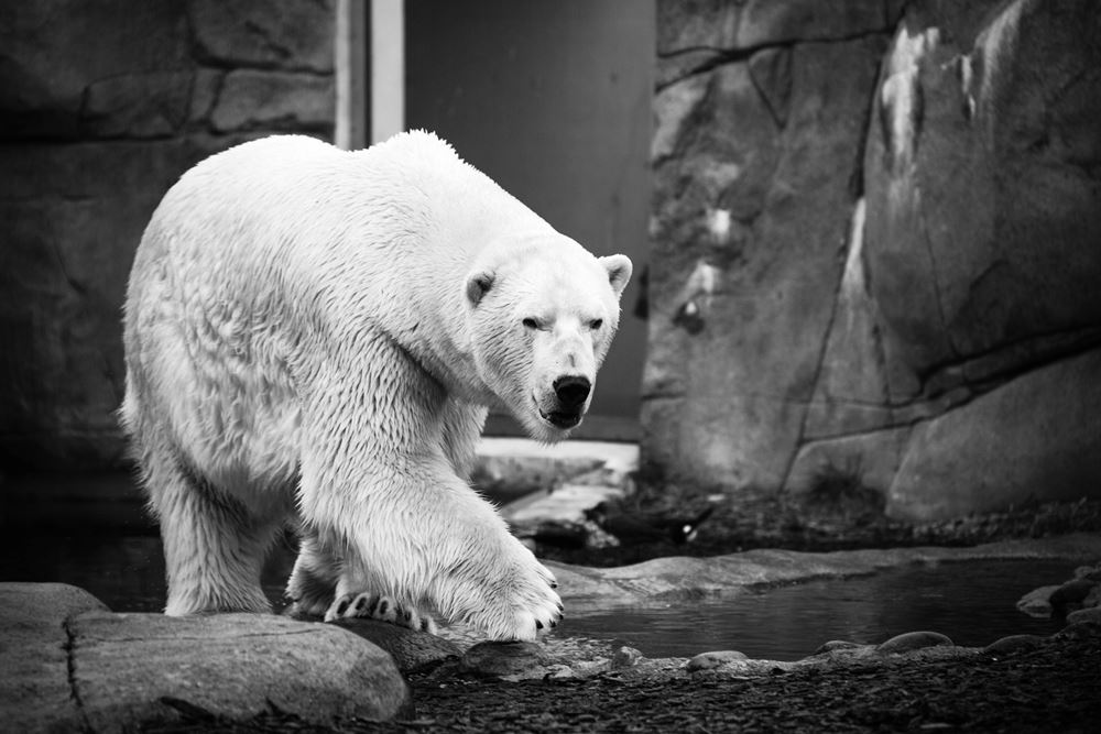 isbjørn går på klippe i zoo