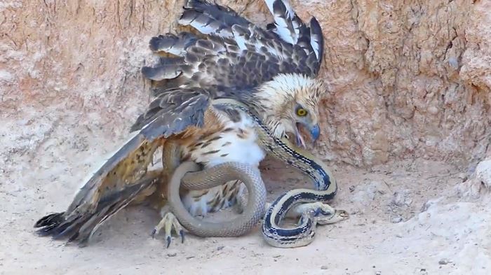 rovfugl i kamp med slange 