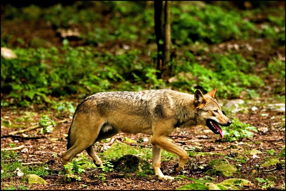 billede af en ulv