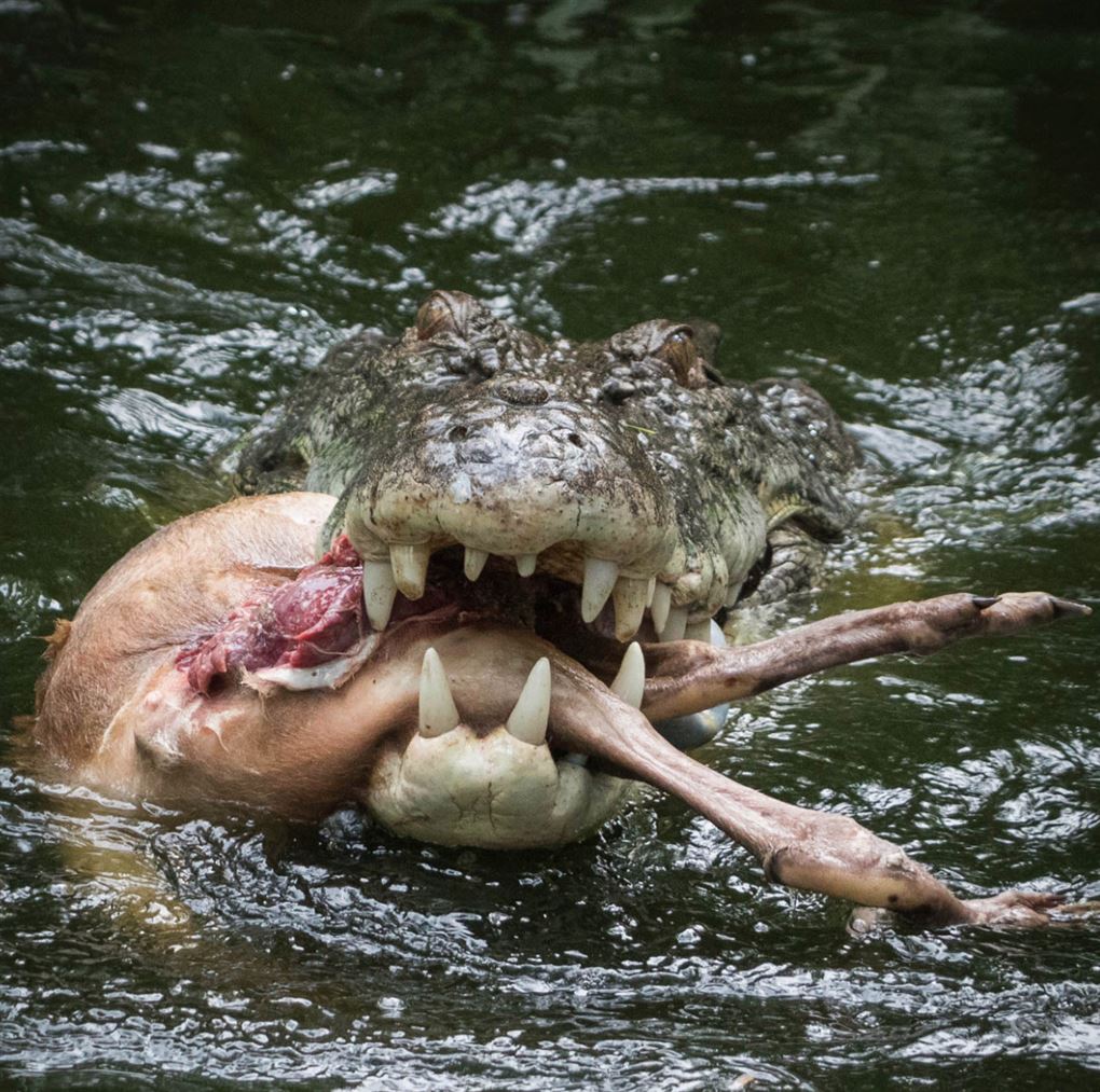 En krokodille med en kænguru i gabet