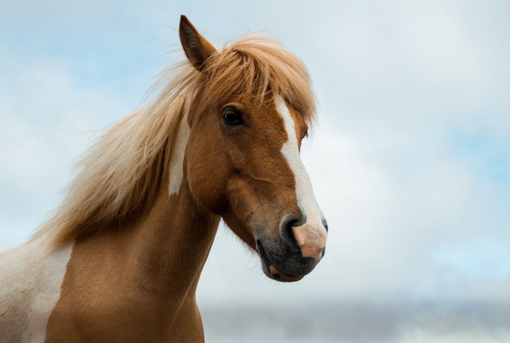 brun hest står udenfor