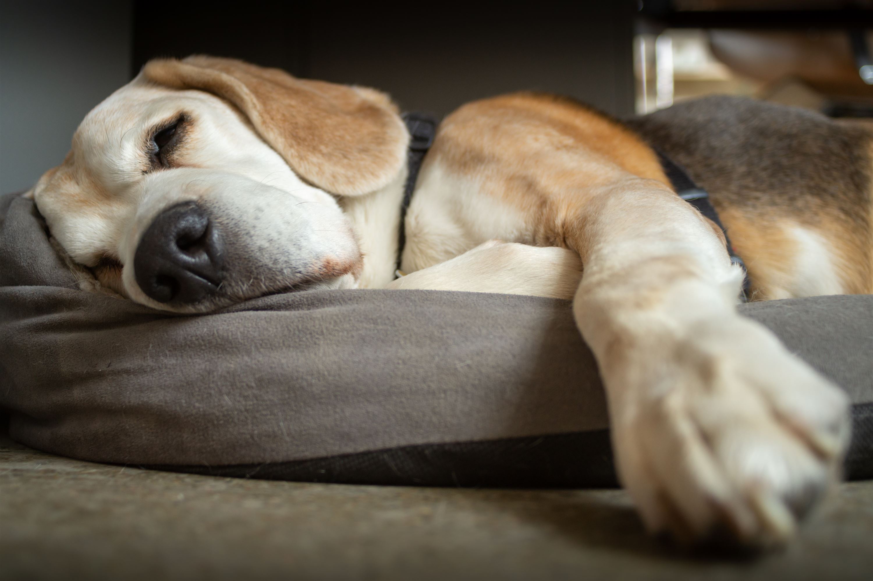 Hvor Mange Timer Sover En Hund I Døgnet