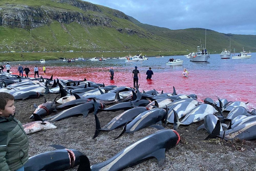 de mange delfiner ligger på land mens vandet er blodrødt bag dem 