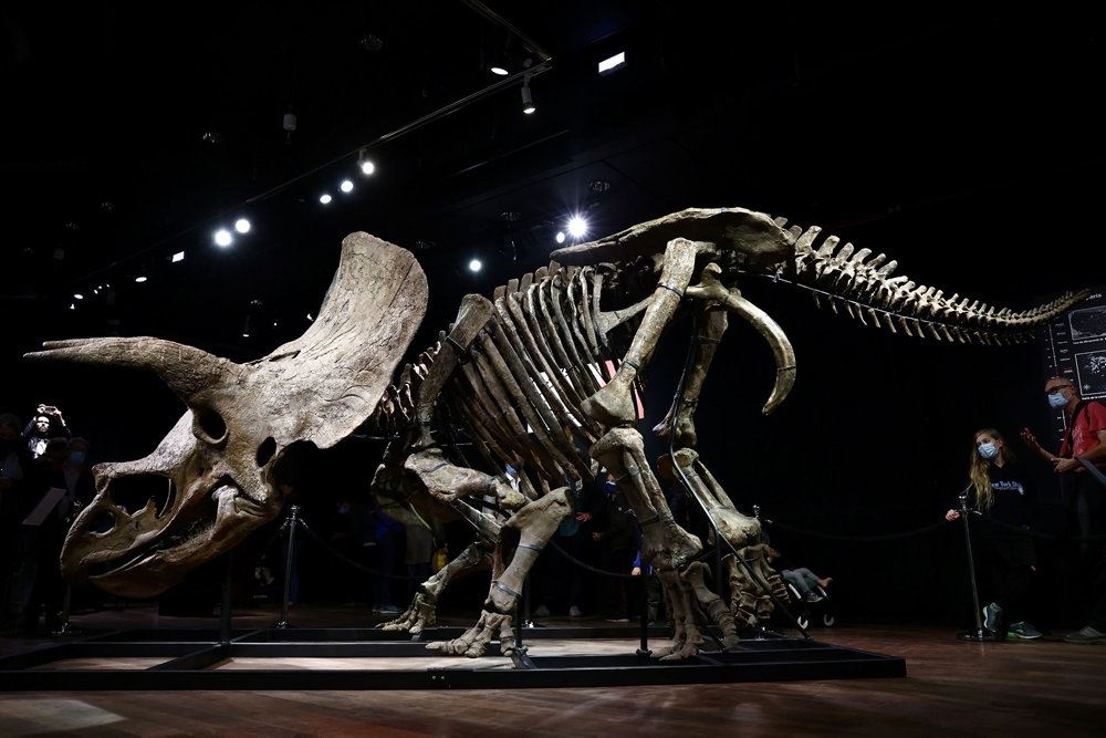 dino