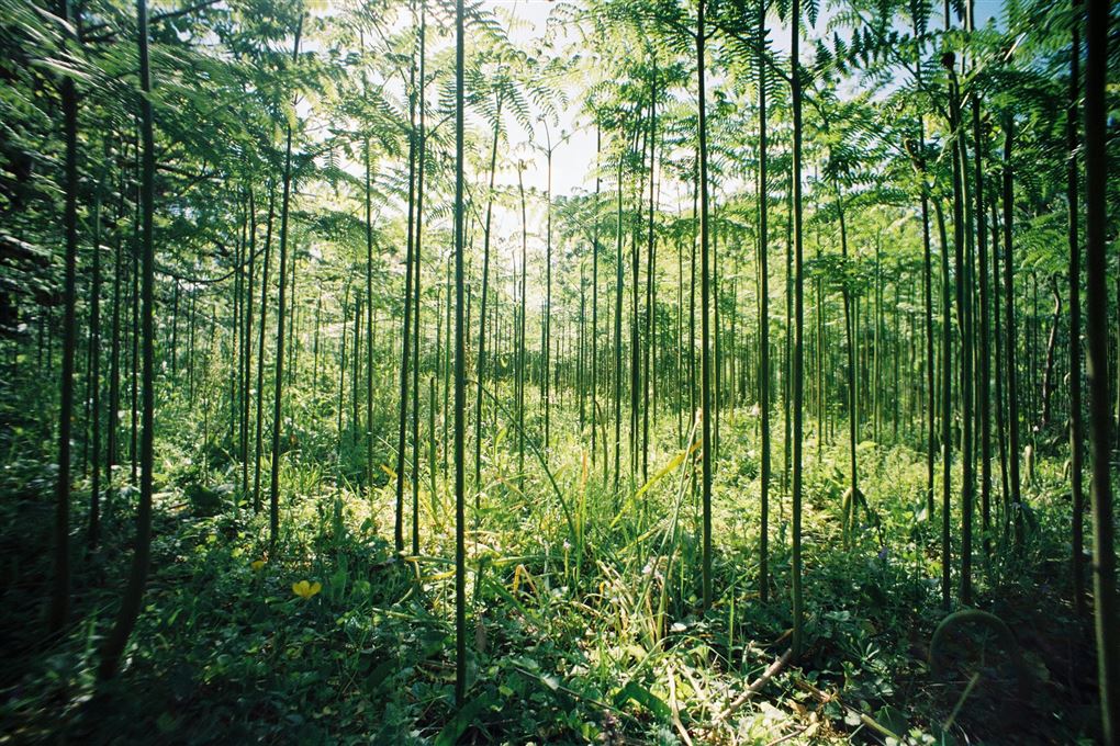 En bambusskov