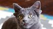 katten Midas