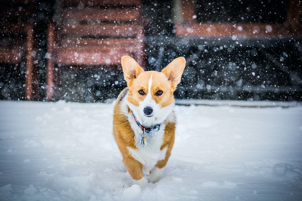 hund løber i sne