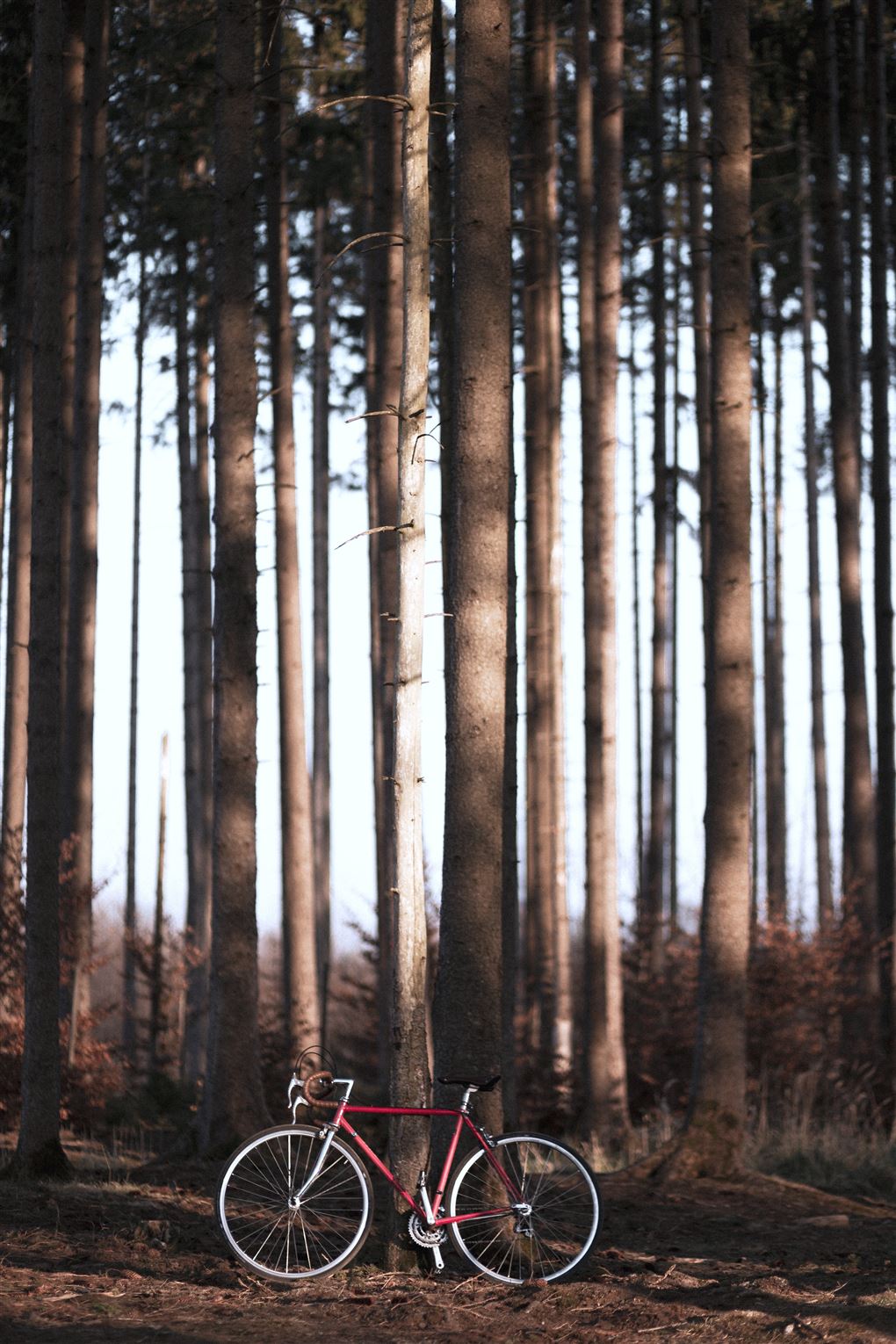 En cykel parkeret op ad nogle træer 