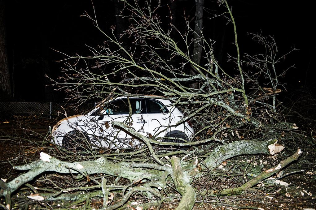 En bil holder med et væltet træ rundt om sig