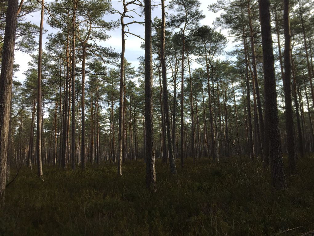 En svensk skov