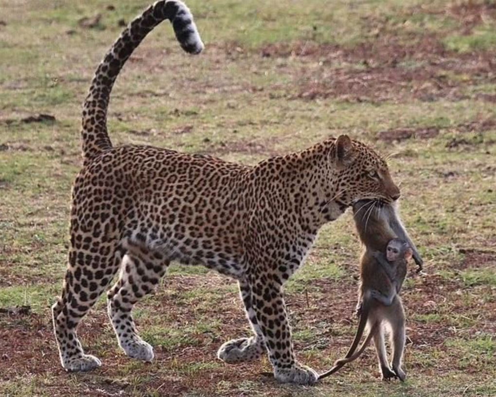 En leopard med to aber i gabet