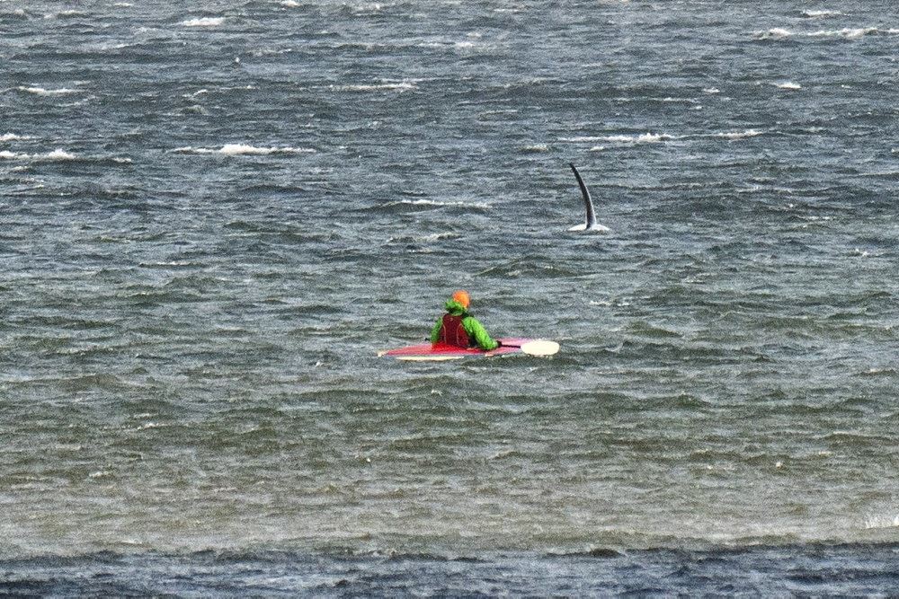 En mand i en kajak ved en strandet spækhugger