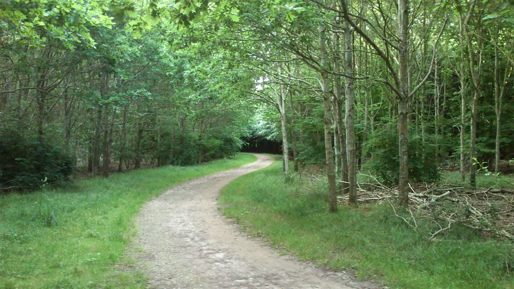 skovsti i skov