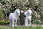 Dronning Elizabeth imellem to hvide ponyer
