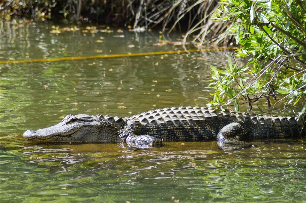 en alligator i en sø