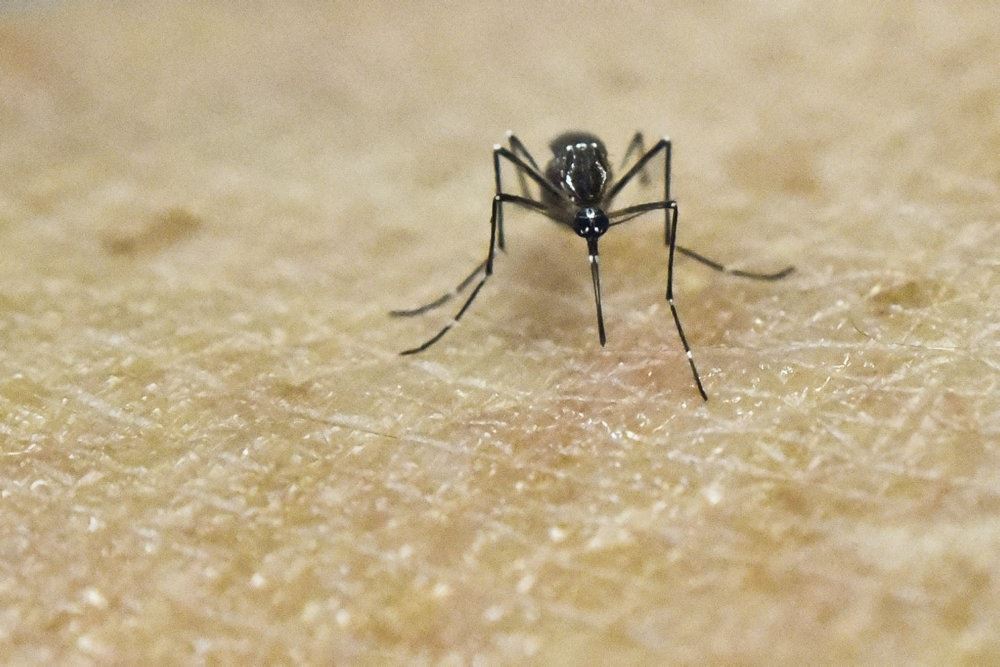 myg sidder på hud
