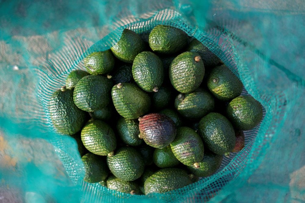 En skål med avocadoer
