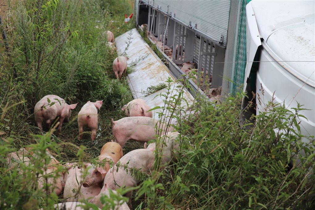 grise på vejen efter uheld