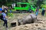 elefanter og redningsfolk