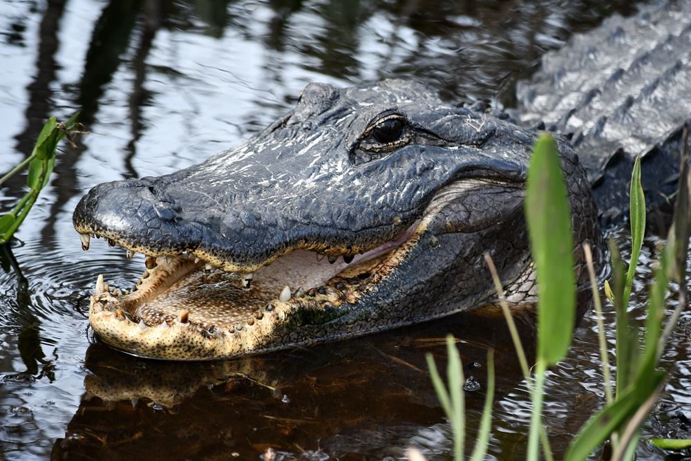 alligator i vandet 