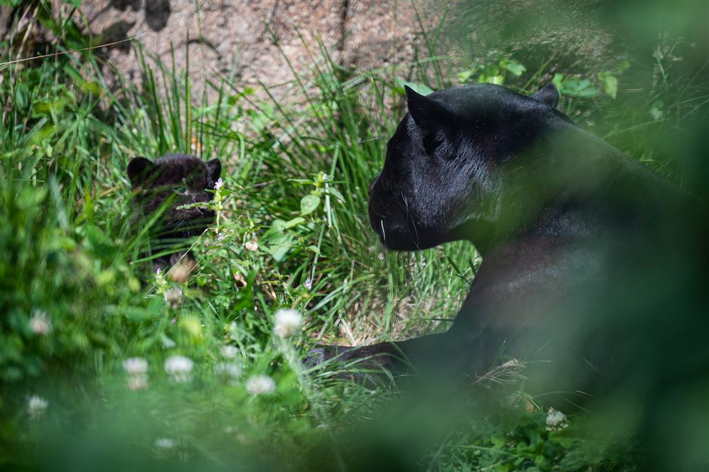 jaguarmor holdeøje med killing
