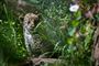 jaguarkilling