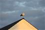 stork på tagryg