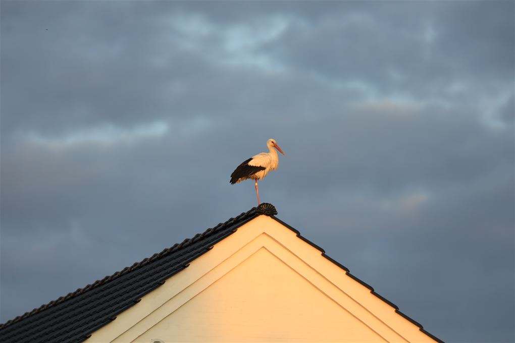 stork på tagryg