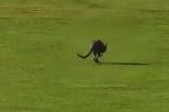 Kænguru på grøn mark