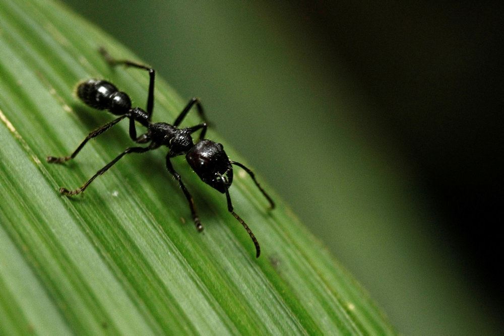 myre på blad
