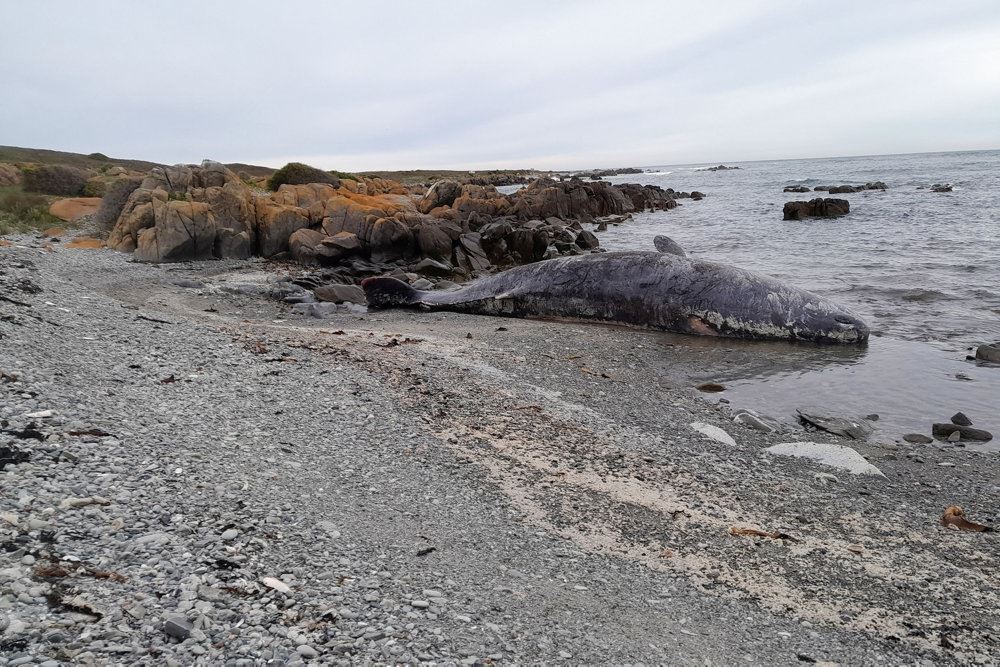 døde hvaler på strand