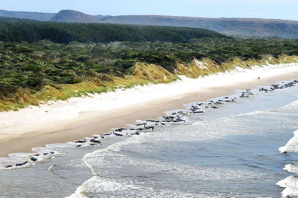 strandede hvaler