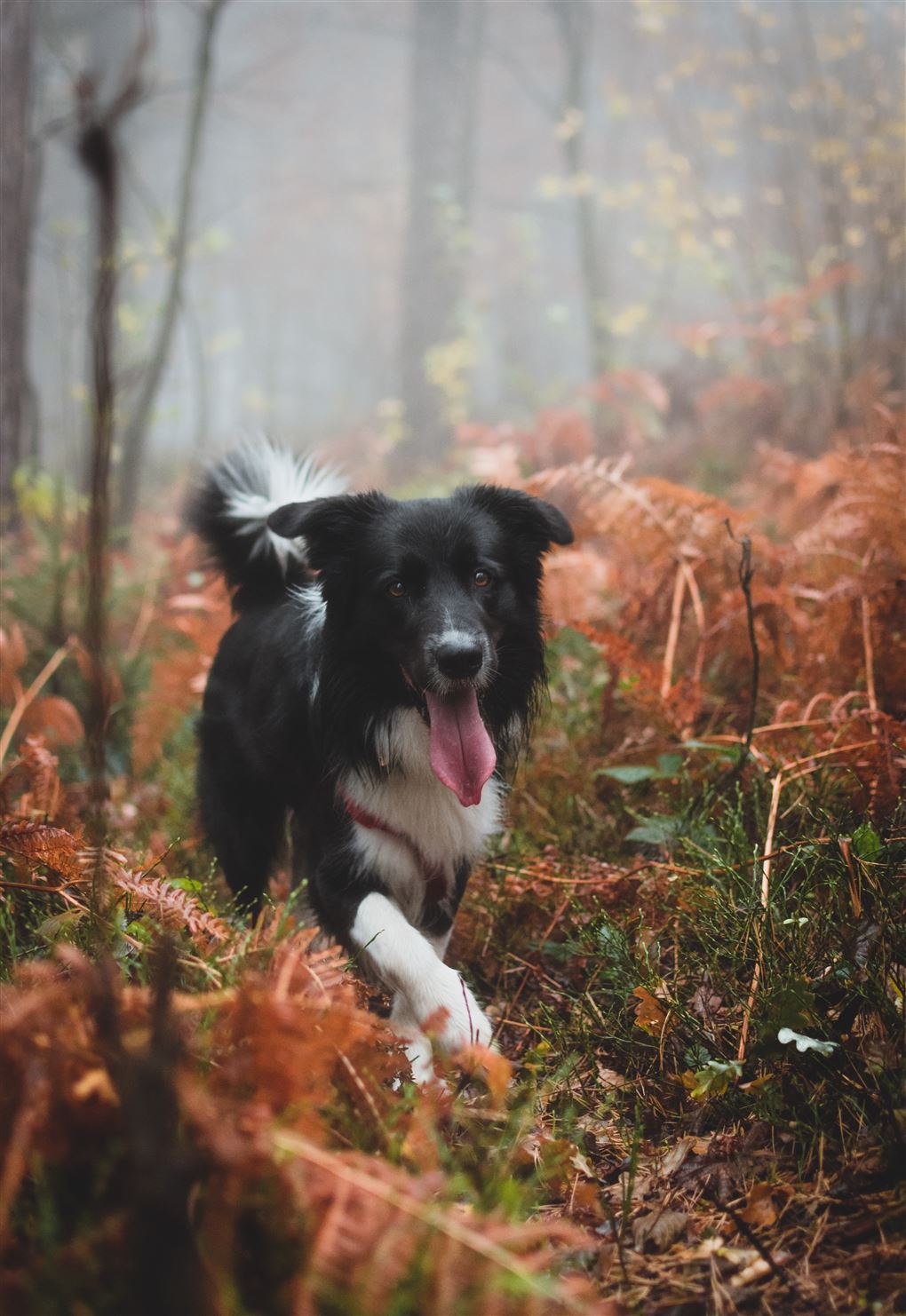 En glad hund i skoven