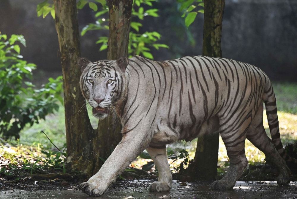 En hvid og stort stribet tiger